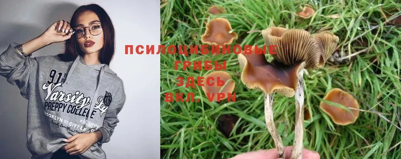 Псилоцибиновые грибы Magic Shrooms  Пучеж 